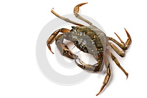 Littoral crab (Carcinus aestuarii) on white