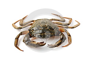 Littoral crab (Carcinus aestuarii) on white photo