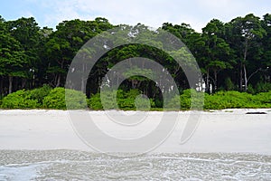 Littoral Forest with Sea Mahua Trees and Lush Green Vegetation at White Sandy Beach, Andaman Islands, India