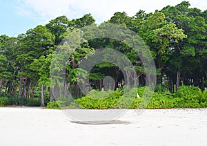 Littoral Forest with Sea Mahua Trees and Lush Green Vegetation at White Sandy Beach, Andaman Islands, India photo