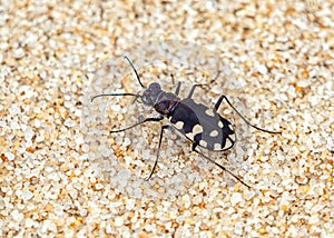 Littoral Tiger Beetle - Calomera littoralis on a Portuguese Wildlife Reserve. photo