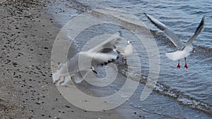 Live action close-up video of seagulls moving on the sand on the Black Sea coast near water