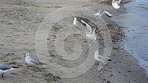 Live action video of seagulls moving on the sand on the Black Sea coast