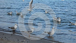 Live action video of seagulls moving in the water of the Black Sea