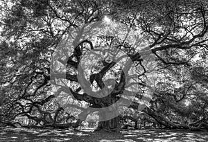 Live Angle Oak Tree