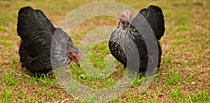 Live Animals free range chicken bantam hens photo