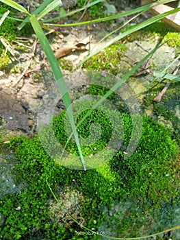 Live as bryophyte where there is a water its still can live