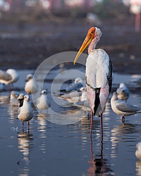 Painted Stork with seagulls. Shot on Nikon d7500 with 200-500 mm. . Exif A: 6.3 S: 10 photo