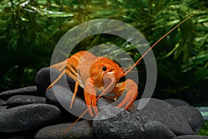Live baby orange crayfish with rock and water weed