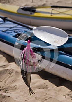 Live bait with kayak