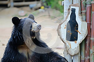 live bear at a sanctuary near a sign shaped like a beer bottle