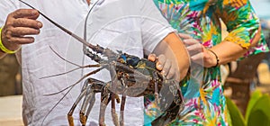Live big lobster in the hands of people. Selective focus
