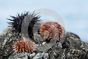 Live black and gray sea urchins