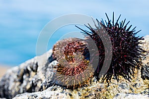 Live black and gray sea urchins