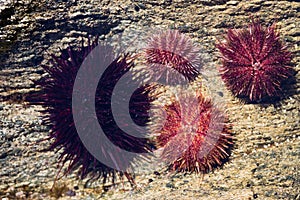 Live black and gray sea urchins