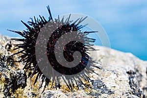 Live black and gray sea urchins