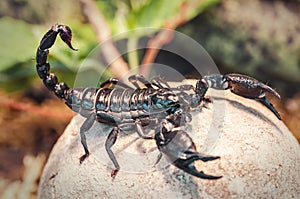 Live black scorpion