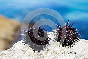 Live black sea urchins lie on rock