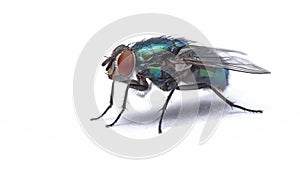 A live blue bottle fly calliphora vomitoria