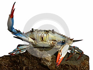 Live blue crab in a fight pose