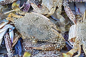 Live blue crabs