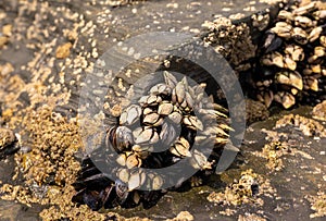 live blue mussels underwater on a rock in the ocean, Atlantic, Spain, Galicia