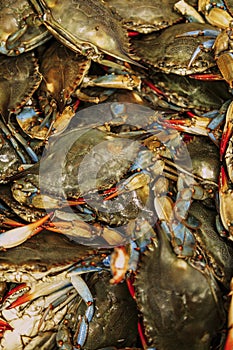 Live Blue Shell Crabs