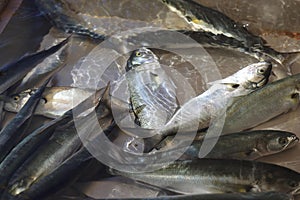 Live bluefish sold in traditional seafood markets in Turkey