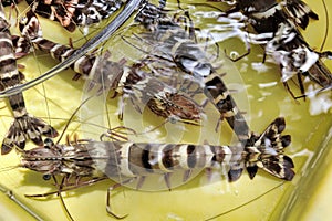 Live brown shrimps in yellow tank immersed in purified sea water