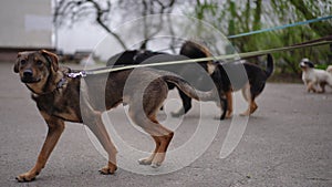 Live camera follows curious confident dog walking with blurred pets on leash sniffing around. Tracking shot side view