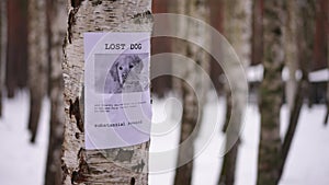 Live camera panning around birch tree trunk with lost dog announcement. No people in winter park outdoors.