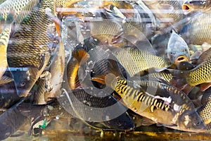 Live carp fishes in supermarket
