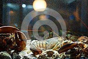 A live caught lobster and oysters sitting at the bottom of a brightly lit tank waiting to be cooked and eaten.Maine