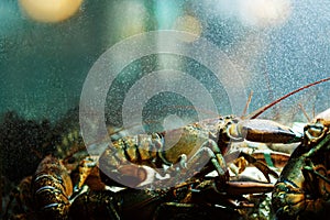 A live caught lobster sitting at the bottom of a brightly lit tank waiting to be cooked and eaten.Maine lobster Homarus