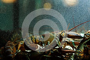 A live caught lobster sitting at the bottom of a brightly lit tank waiting to be cooked and eaten.Maine lobster Homarus