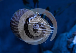 Live chambered nautilus Nautilus pompilius close up in an aquarium photo