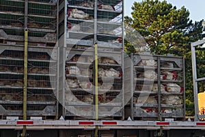 Live chickens in cages on a semi truck flatbed trailer close up