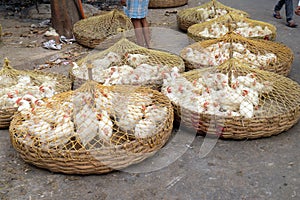 Live chickens for sale on the market in Kolkata