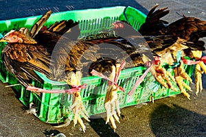 Live chickens for sale at Saigon Market