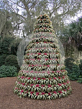 Live Christmas Tree in Bok Tower Gardens
