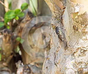 Live Cicada Appended to Crape Myrtle Tree