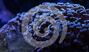 Live Coral Blue Hammer Euphyllia Parancora