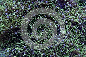 Live Coral Green Star Polyps