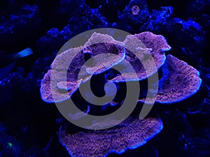 live coral in marine aquarium