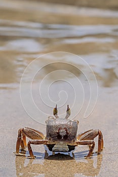 Live crab on the beach sand