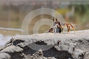 Live crab on the beach sand