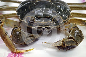 Live Crab in close eye