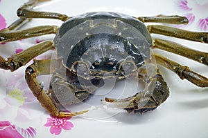 Live Crab in close eye