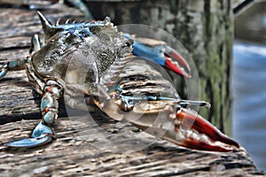 A LIve Crab on a Dock in Florida