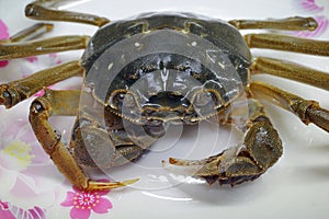 Live Crab in plate